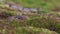 Mountain hare, Lepus timidus, resting, hiding amongst the summer purple heather on a slope in the cairngorm NP, scotland.