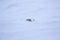 Mountain hare, Lepus timidus, sitting in the snow on a slope in the cairngorm national park during winter, february.