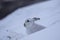 Mountain hare, Lepus timidus, sitting in the snow on a slope in the cairngorm national park during winter, february.