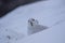 Mountain hare, Lepus timidus, sitting in the snow on a slope in the cairngorm national park during winter, february.