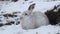 A mountain hare, lepus timidus, in a snow storm in the highlands of Scotland in its white winter coat.