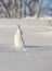 The mountain hare, Lepus timidus, in winter pelage, sitting in snow, looking right, in the snowy winter landscape with