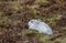 A Mountain hare outside its burrow