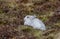 A Mountain hare outside its burrow