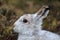 A Mountain hare outside its burrow up close