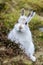 A Mountain hare outside its burrow up close