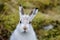 A Mountain hare outside its burrow up close