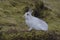 A Mountain hare outside its burrow up close