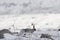 Mountain hare running amongst the snow in scotland