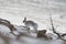 Mountain hare running amongst the snow in scotland