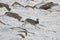 Mountain hare running amongst the snow in scotland