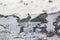 Mountain hare running amongst the snow in scotland