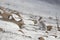 Mountain hare running amongst the snow in scotland