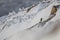 Mountain hare sitting, laying in snow and heather on a slope in winter in the cairngorms national park, scotland