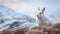 Mountain Hare in Winter Coat on Snowy Highland