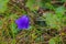 Mountain Harebell with rain drops from a summer rain shower