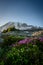 Mountain Heather in Alpine Meadow below Mount Rainier