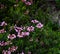 Mountain Heather Blooms on Shrubs