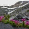 Mountain Heather Lines Alpine Trail