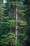 Mountain Hemlock of Northern BC Canada