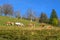 Mountain herding of free cows