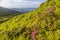 Mountain hill covered with flowering pink rhododendron. Beautiful flowered landscape of highest Carpathian mountains