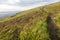 Mountain hill covered with flowering pink rhododendron. Beautiful flowered landscape of highest Carpathian mountains on a sunset