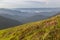 Mountain hill covered with flowering pink rhododendron. Beautiful flowered landscape of highest Carpathian mountains on a sunset