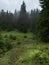 Mountain hillside photographed after rain. Carpathians mountains, west Ukraine. Green grass and firs on hill. Wild