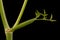 Mountain Hog\\\'s Fennel (Peucedanum oreoselinum). Cauline Leaf Closeup