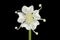 Mountain Hog\\\'s Fennel (Peucedanum oreoselinum). Flower Closeup