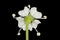 Mountain Hog\\\'s Fennel (Peucedanum oreoselinum). Flower Closeup