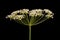 Mountain Hog\\\'s Fennel (Peucedanum oreoselinum). Flowering Umbel Closeup