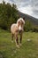 Mountain horse in the beautiful AigÃ¼estortes i Estany de Sant Maurici National Park of the Spanish Pyrenees mountain in Catalonia