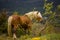 Mountain horse in Cerdanya, Girona, Spain