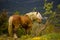 Mountain horse in Cerdanya, Girona, Spain