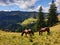 Mountain Horses in Carpathian mountains from Romania