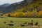 Mountain horses grazing on Andorra meadows