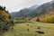 Mountain horses grazing on Andorra meadows