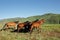 Mountain horses, South Africa