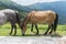 Mountain horses to Eho hut. The horses serve to transport supplies from and to the hut