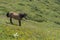 Mountain horses to Eho hut. The horses serve to transport supplies from and to the hut