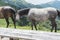 Mountain horses to Eho hut. The horses serve to transport supplies from and to the hut