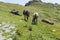 Mountain horses to Eho hut. The horses serve to transport supplies from and to the hut