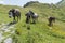 Mountain horses to Eho hut. The horses serve to transport supplies from and to the hut