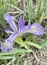 Mountain Iris Flower Purple Petals