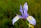 Mountain Iris, Iris missouriensis, Yosemite National Park.