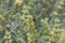 Mountain ironwort Sideritis montana, flowering with bumblebee