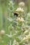 Mountain ironwort Sideritis montana, inflorescence with bumblebee