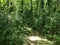 Mountain Jelica Cacak Serbia forest lanscape dense vegetation